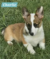 Charlie, a male Pembroke Welsh Corgi for sale in Mountain View, MO – Photo 1 of 3