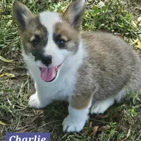 Charlie, a male Pembroke Welsh Corgi for sale in St. Joe, AR – Photo 2 of 3