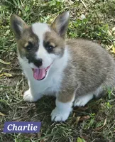 Charlie, a male Pembroke Welsh Corgi for sale in Mountain View, MO – Photo 2 of 3