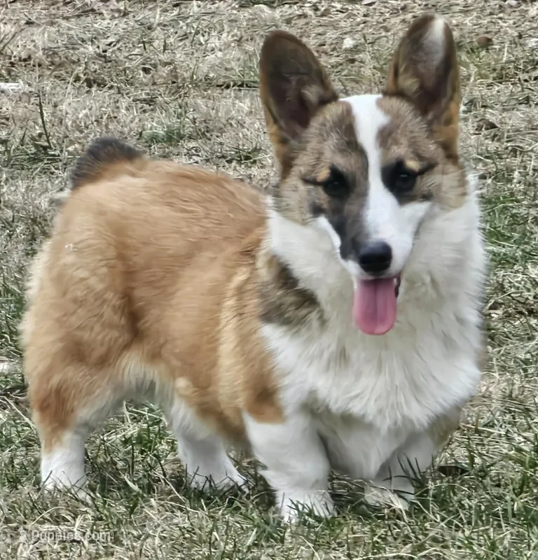 Charlie – Pembroke Welsh Corgi puppy for sale in St. Joe, AR