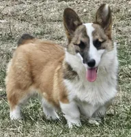 Charlie, a male Pembroke Welsh Corgi for sale in St. Joe, AR – 1 of 1
