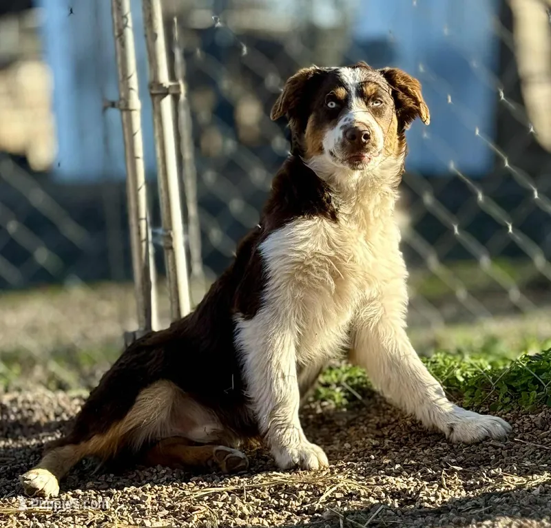 Copper – Australian Shepherd puppy for sale in St. Joe, AR