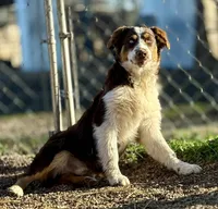 Copper, a male Australian Shepherd for sale in St. Joe, AR – 1 of 1