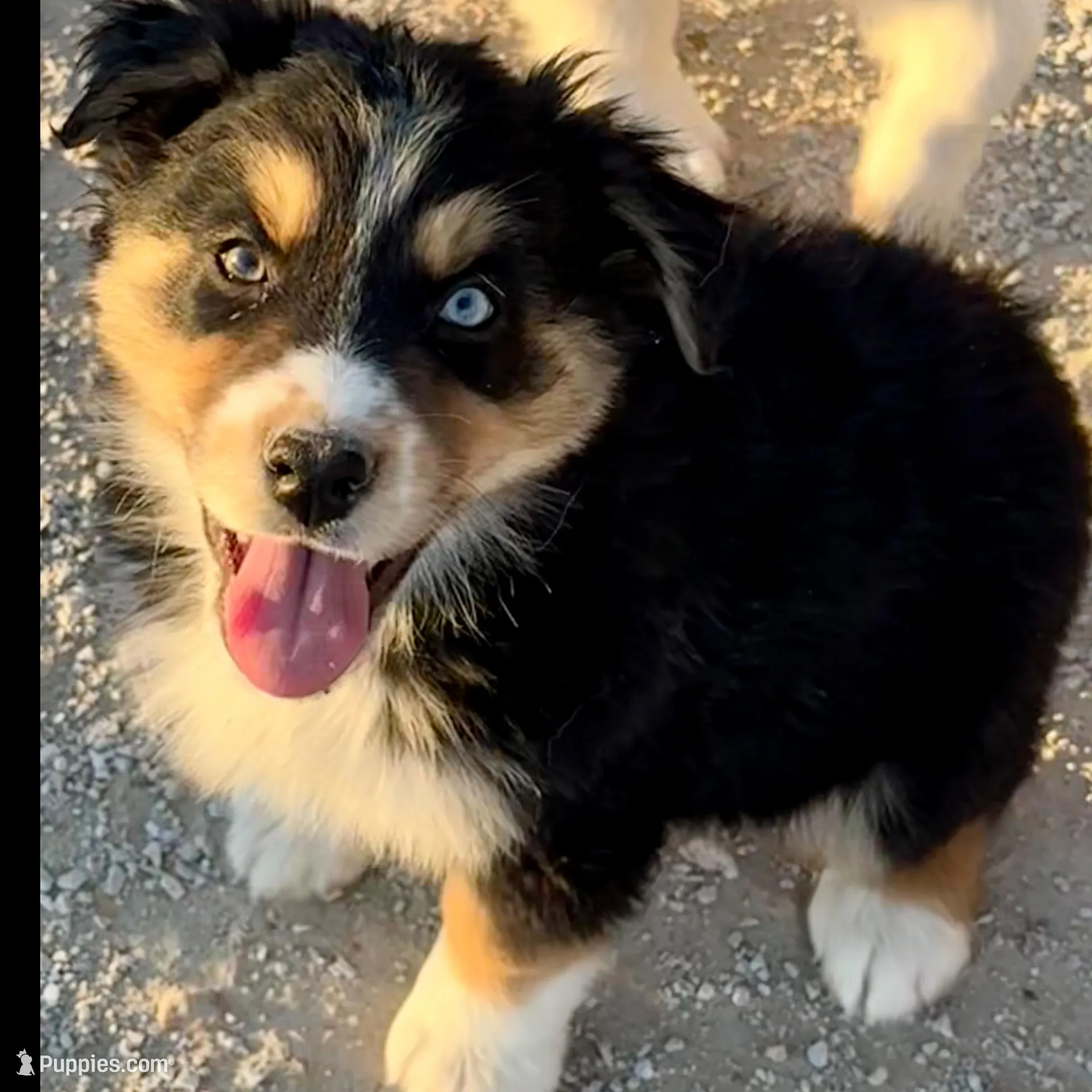 Esme – Australian Shepherd puppy for sale in Mountain View, MO