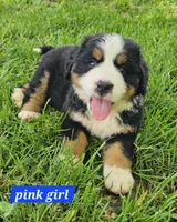 Pink, a female Bernese Mountain Dog for sale in Mountain View, MO – Photo 5 of 7