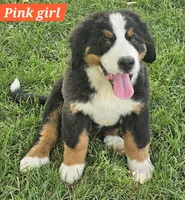 Pink, a female Bernese Mountain Dog for sale in Mountain View, MO – Photo 3 of 7