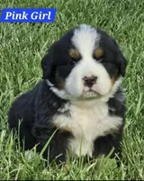 Pink, a female Bernese Mountain Dog for sale in Mountain View, MO – Photo 6 of 7