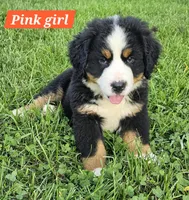 Pink, a female Bernese Mountain Dog for sale in Mountain View, MO – Photo 4 of 7