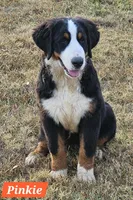 Pink, a female Bernese Mountain Dog for sale in Mountain View, MO – Photo 1 of 7