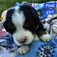 Pink, a female Bernese Mountain Dog for sale in Mountain View, MO – Photo 7 of 7