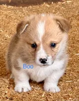 Boo, a male Pembroke Welsh Corgi for sale in Mountain View, MO – Photo 2 of 2
