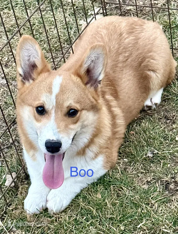 Boo – Pembroke Welsh Corgi puppy for sale in St. Joe, AR