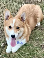 Boo, a male Pembroke Welsh Corgi for sale in St. Joe, AR – 1 of 1