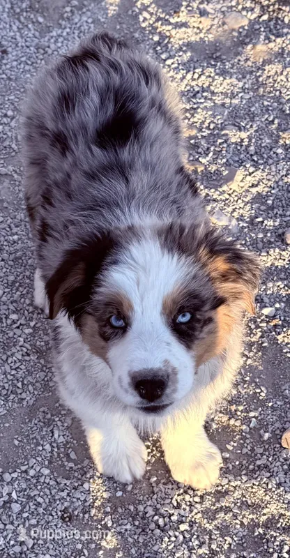 Cupid – Australian Shepherd puppy for sale in Mountain View, MO