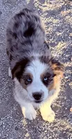 Cupid, a female Australian Shepherd for sale in St. Joe, AR – 2 of 2