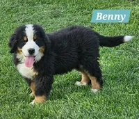 Benny, a male Bernese Mountain Dog for sale in St. Joe, AR – 1 of 1
