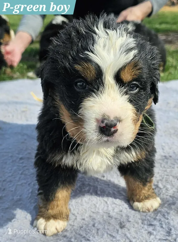 Green – Bernese Mountain Dog puppy for sale in Mountain View, MO