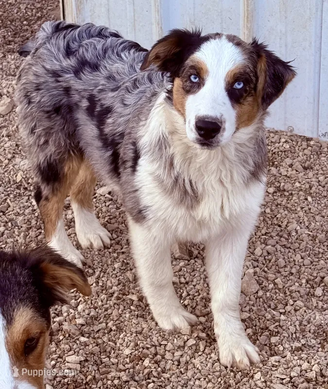 Cupid – Australian Shepherd puppy for sale in St. Joe, AR