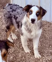 Cupid, a female Australian Shepherd for sale in St. Joe, AR – 1 of 1