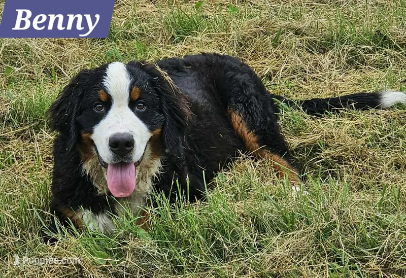 Benny – Bernese Mountain Dog puppy for sale in St. Joe, AR