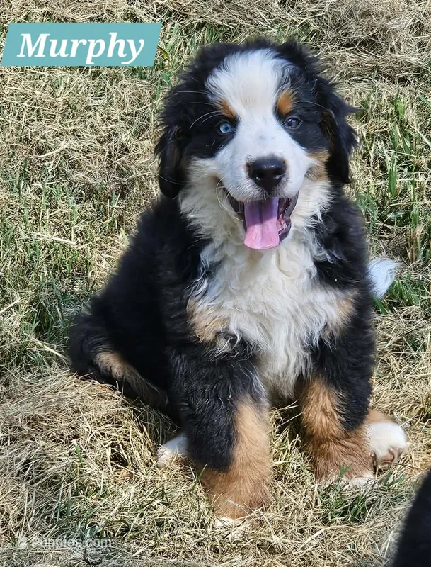 Murphy – Bernese Mountain Dog puppy for sale in St. Joe, AR