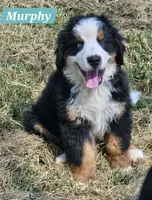 Murphy, a male Bernese Mountain Dog for sale in St. Joe, AR – 1 of 1