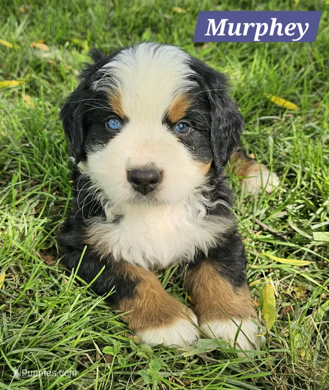 Murphy – Bernese Mountain Dog puppy for sale in St. Joe, AR