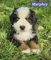Murphy, a male Bernese Mountain Dog for sale in St. Joe, AR – 1 of 1