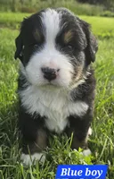 Blue, a male Bernese Mountain Dog for sale in Mountain View, MO – Photo 7 of 7