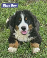 Blue, a male Bernese Mountain Dog for sale in Mountain View, MO – Photo 3 of 7