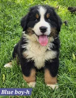 Blue, a male Bernese Mountain Dog for sale in Mountain View, MO – Photo 4 of 7