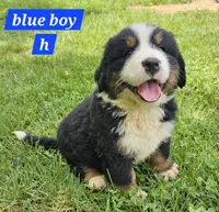 Blue, a male Bernese Mountain Dog for sale in Mountain View, MO – Photo 6 of 7