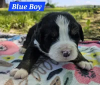 Blue, a male Bernese Mountain Dog for sale in Mountain View, MO – Photo 5 of 7