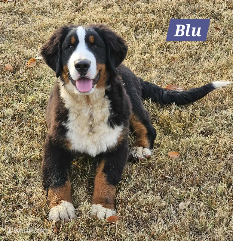 Blue, a male Bernese Mountain Dog for sale in Mountain View, MO – Photo 1 of 7