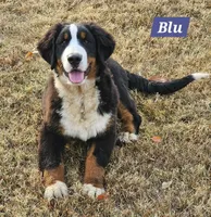 Blue, a male Bernese Mountain Dog for sale in Mountain View, MO – Photo 1 of 7