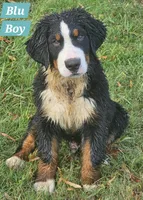 Blue, a male Bernese Mountain Dog for sale in Mountain View, MO – Photo 2 of 7