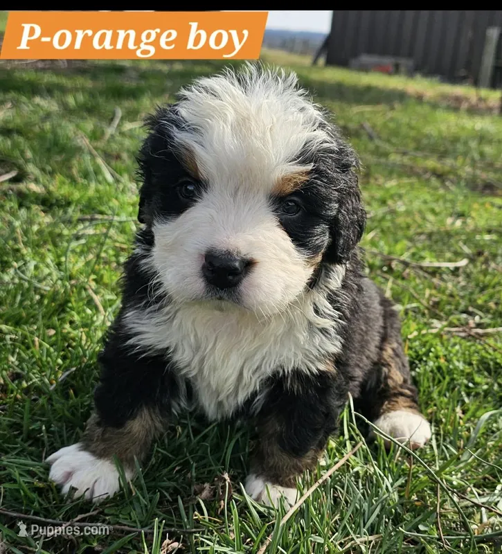 Orange – Bernese Mountain Dog puppy for sale in St. Joe, AR