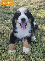 Duke, a male Bernese Mountain Dog for sale in St. Joe, AR – 1 of 1