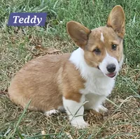 Teddy, a male Pembroke Welsh Corgi for sale in Mountain View, MO – Photo 1 of 3