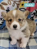 Teddy, a male Pembroke Welsh Corgi for sale in Mountain View, MO – Photo 3 of 3