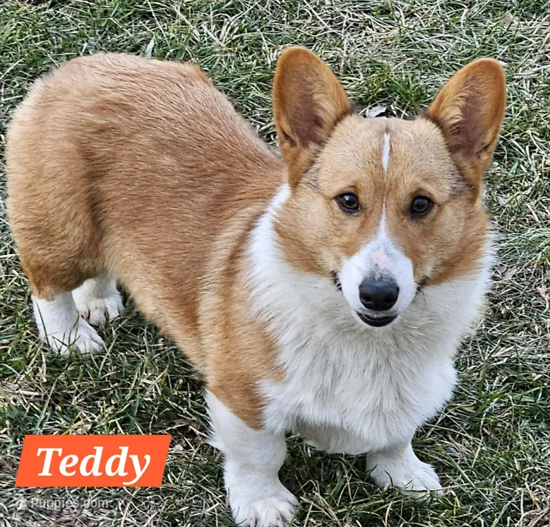 Teddy – Pembroke Welsh Corgi puppy for sale in St. Joe, AR