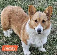 Teddy, a male Pembroke Welsh Corgi for sale in St. Joe, AR – 1 of 1