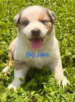 Big Jake, a male Australian Shepherd for sale in Mountain View, MO – Photo 8 of 8