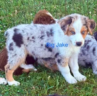Big Jake, a male Australian Shepherd for sale in Mountain View, MO – Photo 4 of 8