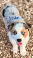 Big Jake, a male Australian Shepherd for sale in Mountain View, MO – Photo 6 of 8