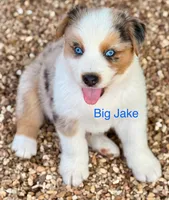 Big Jake, a male Australian Shepherd for sale in Mountain View, MO – Photo 7 of 8