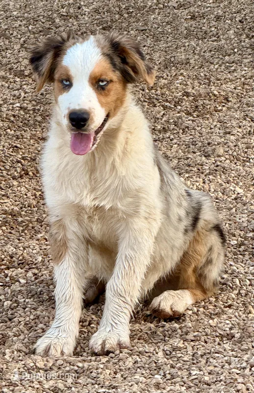 Big Jake, a male Australian Shepherd for sale in Mountain View, MO – Photo 1 of 8