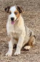 Big Jake, a male Australian Shepherd for sale in Mountain View, MO – Photo 1 of 8