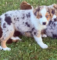 Big Jake, a male Australian Shepherd for sale in Mountain View, MO – Photo 2 of 8