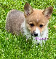 Blossom, a female Pembroke Welsh Corgi for sale in Mountain View, MO – Photo 4 of 4
